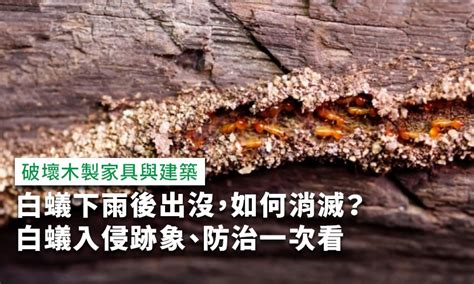 家裡有白蟻該如何處理|白蟻下雨後出沒，如何消滅？白蟻入侵跡象、防治一次。